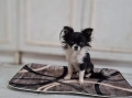 Мъжки чихуахуа търси женска, снимка 14
