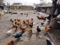 породисти кокошки , снимка 3