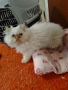 Продавам персийски котенца , снимка 4