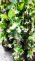 Жасмин, Trachelospermum Jasminoides, вечнозелен, студоустойчив, снимка 9