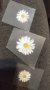 Малка Маргаритка цвете щампа термо апликация картинка за дреха блуза чанта, снимка 1 - Други - 32538606