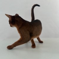 Продавам родословни абисински котета, снимка 4 - Други - 42625721
