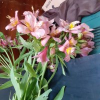 Розова алстромерия, снимка 1 - Градински цветя и растения - 39420412
