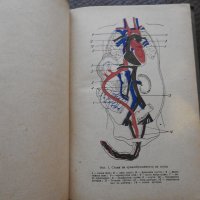 1953, Островска - Анатомо-физиологически особености на детската възраст - Грижи и хранене, снимка 3 - Учебници, учебни тетрадки - 28304977