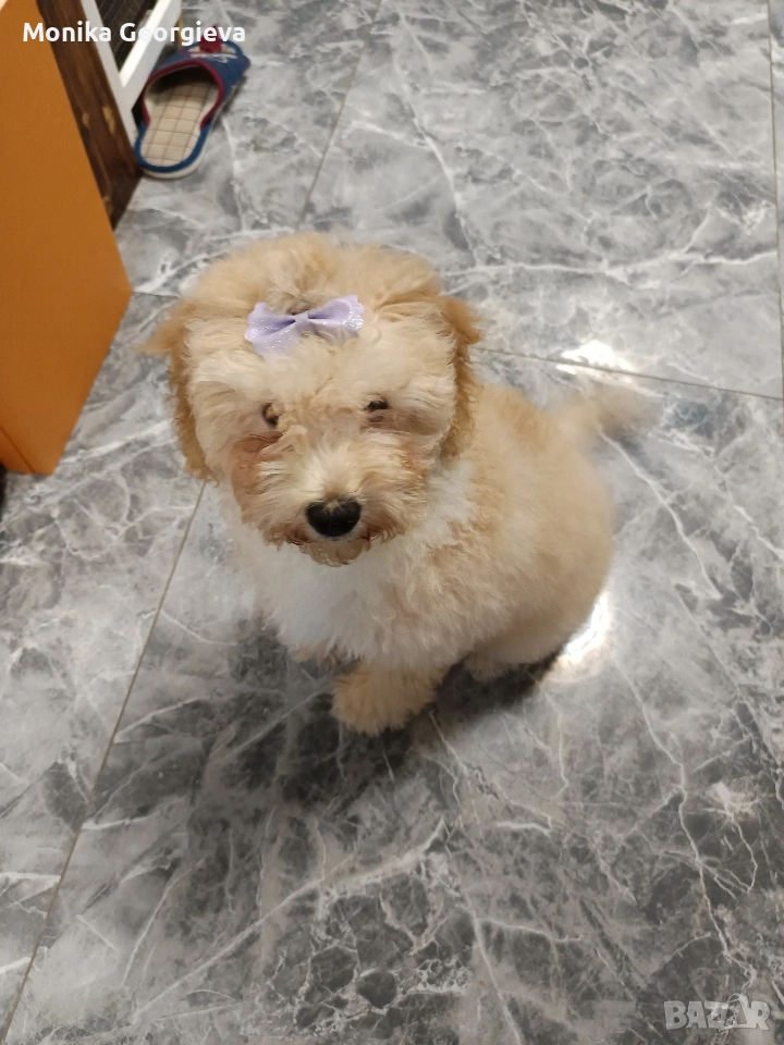 Малка сладурана 🐾🐩, снимка 1