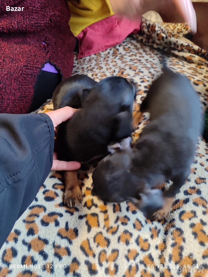 2 броя пинчери женски , снимка 1