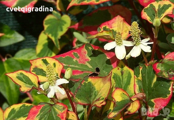 Houttuynia cordata Chamaeleon (Хутиния Хамелеон), снимка 1