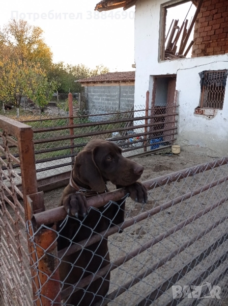 Продавам ловно куче курцхаар , снимка 1