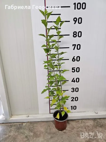 Обикновен хибискус , снимка 1