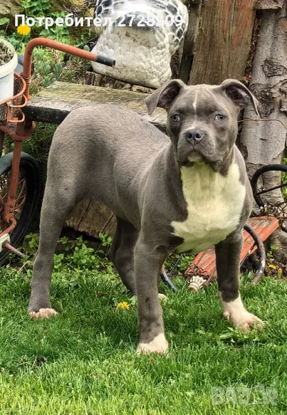  Американски питбул/були , снимка 1