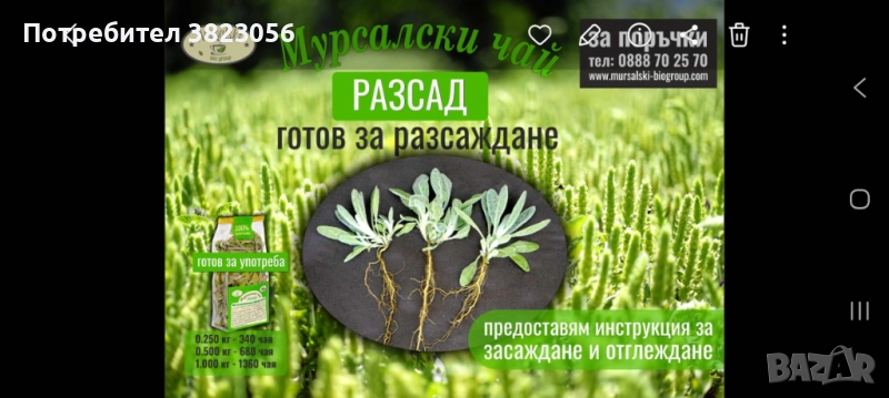 Мурсалски чай разсад, саксия, пикиран в кофички, семе, снимка 1