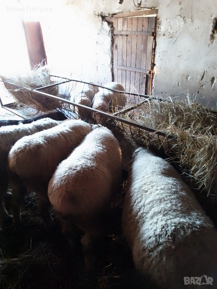 овце , снимка 1
