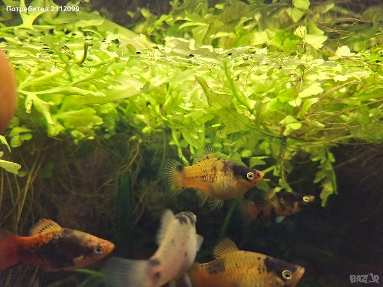 Дъбче , снимка 1