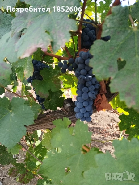 Каберне Совиньон, снимка 1