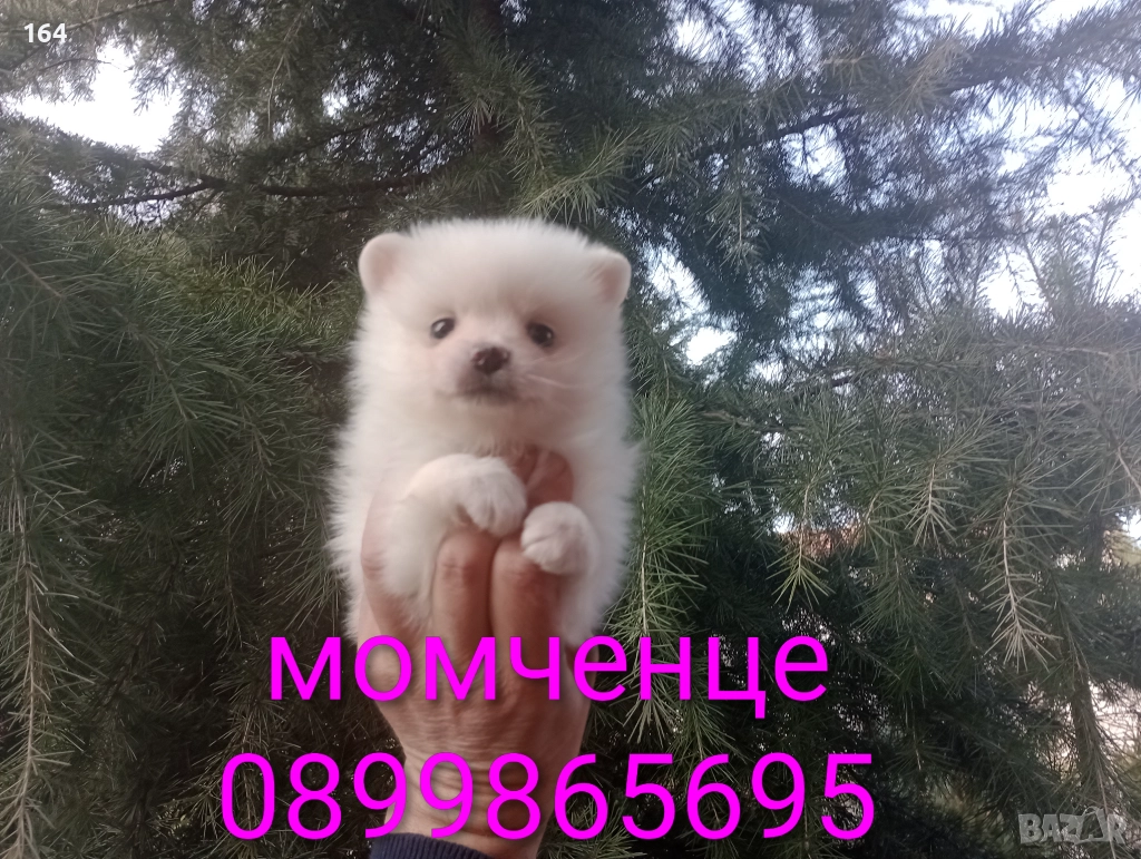 Бели мъжки и женски кученца. Померани., снимка 1