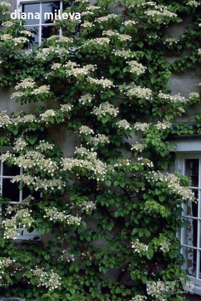 Катерлива Хортензия, Hydrangea anomala petiolaris!!!, снимка 1