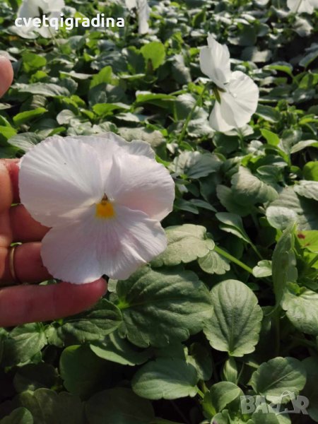 Viola White clear(Виола едроцветна Ясно бяло), снимка 1