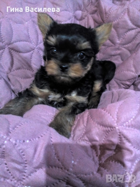 мини йоркширски териер, снимка 1