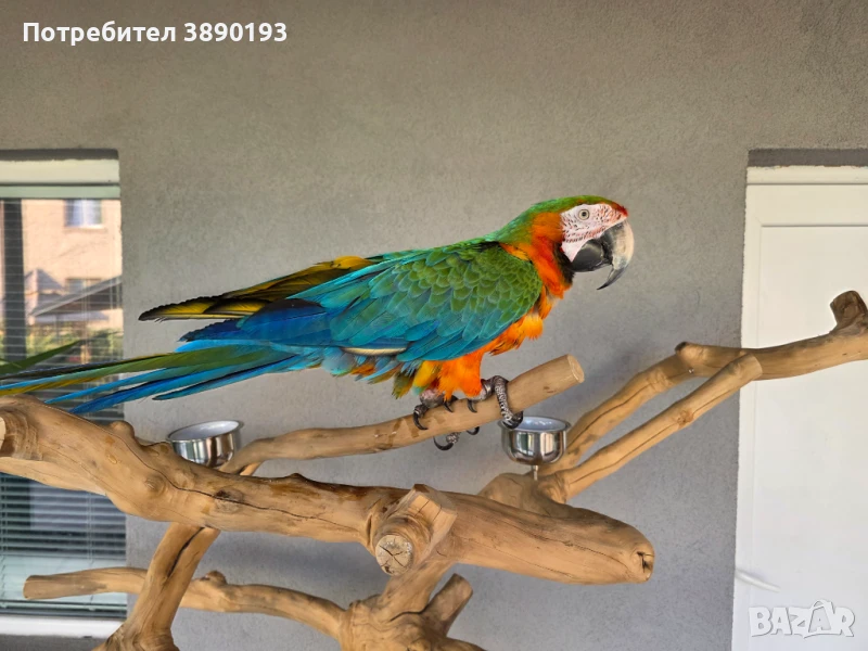Папагал ара, снимка 1