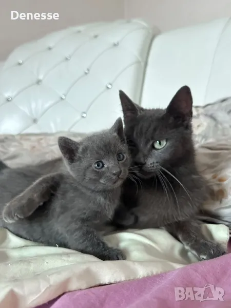 Руски сини котета, снимка 1