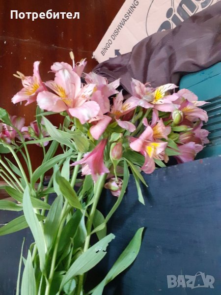 Розова алстромерия, снимка 1