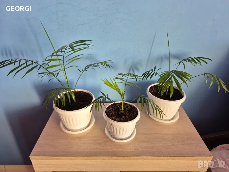 Стайно цвете палма, снимка 1