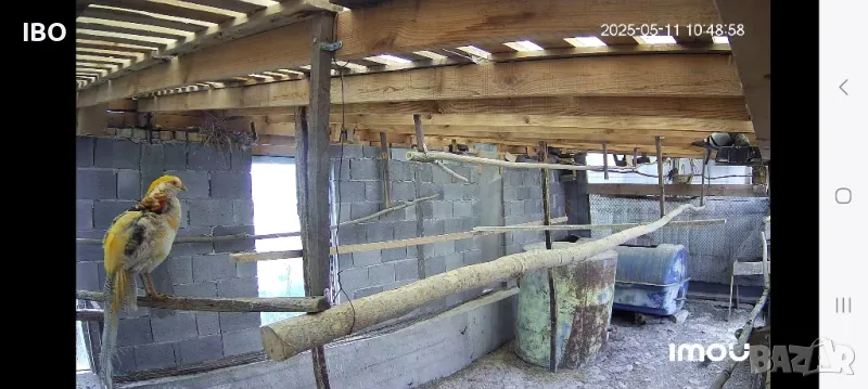 диамантени гугутки шарени жълтозлатни червенозлатни фазани гълъби спортни пощи, снимка 1