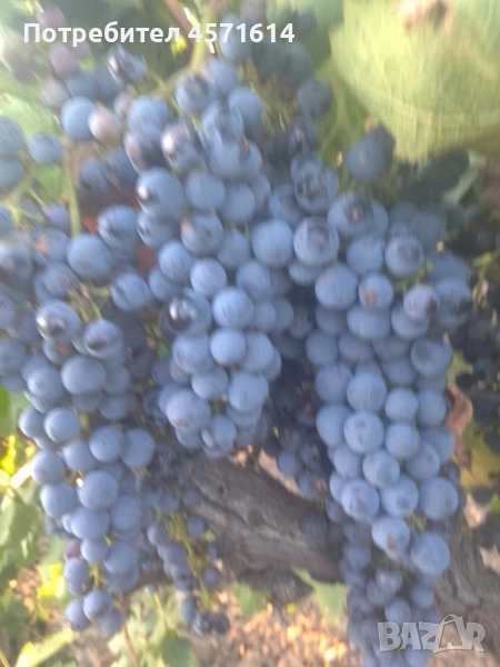 Продавам грозде Мерло , снимка 1