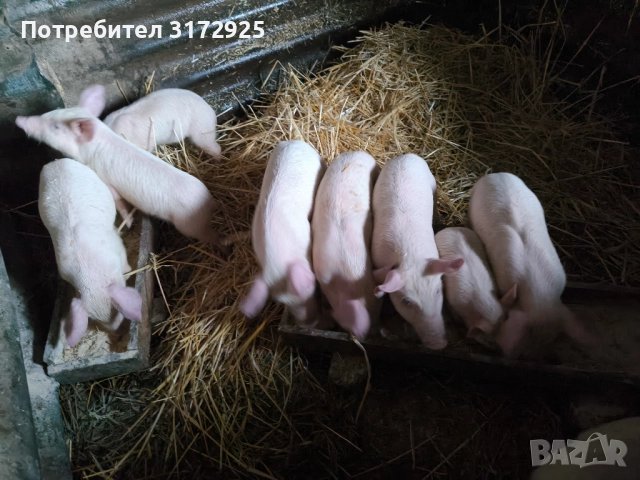 Малки прасенца , снимка 9 - Прасета - 52325916