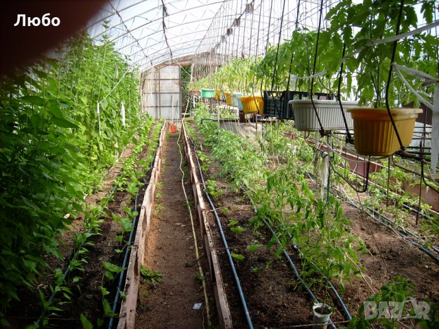 Разсад и семена от домат-Малинов винконте, снимка 6 - Сортови семена и луковици - 17473071