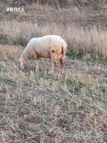 Продавам млад Овен Асаф, снимка 6 - Овце - 52215099