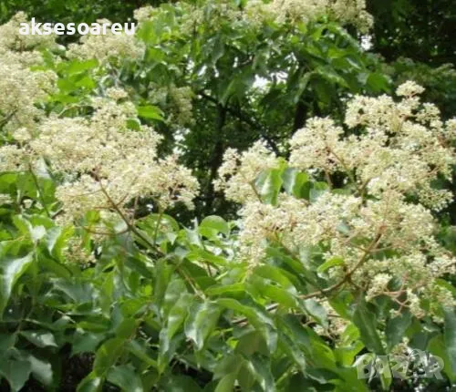 400 висококачествени семена от медоносното дърво на пчеларя Еводия Даниели и разсад дръвчета Euodia , снимка 12 - Сортови семена и луковици - 49008191