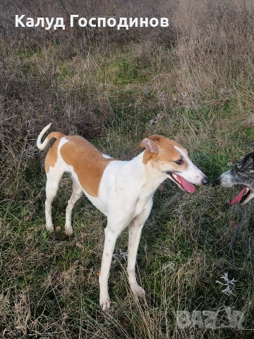 Хрътки, снимка 3 - Хрътка - 53426199