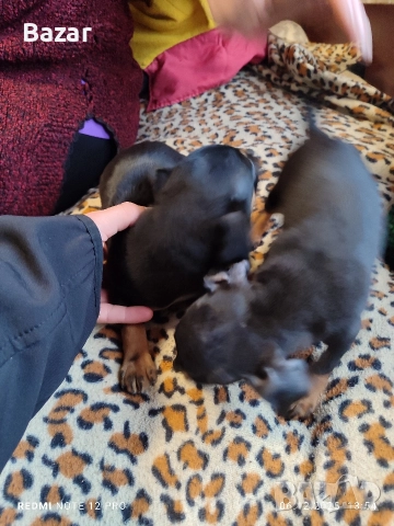 2 броя пинчери женски 