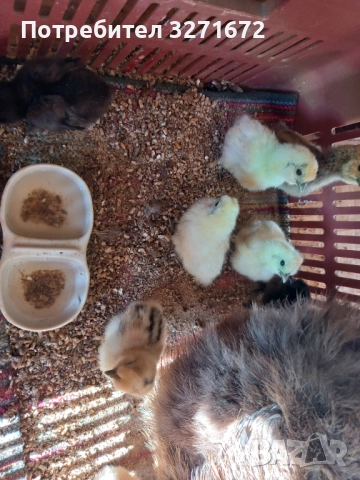 Копринки, пиленца , снимка 2 - Кокошки и пуйки - 52926222