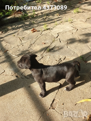 кане корсо, снимка 2 - Кане корсо - 52815754