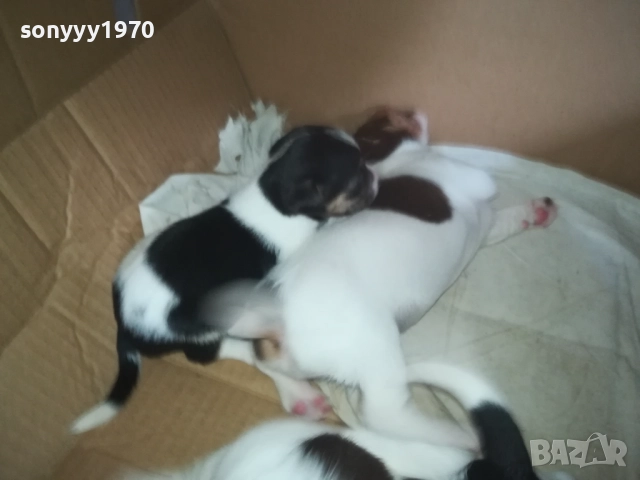 ДЖАК РЪСЕЛ 0509251724, снимка 15 - Джак ръсел териер - 51618265