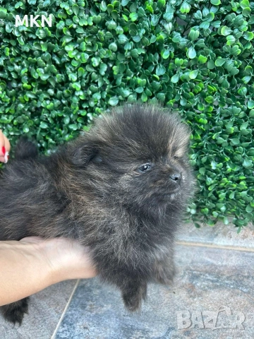 Померан с първа ваксина и паспорт , снимка 12 - Померан - 51940550