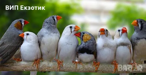 ПРОДАВА ПАПАГАЛИ , снимка 6 - Папагали - 16063451