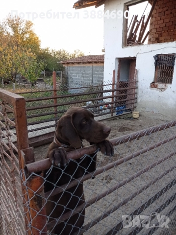 Продавам ловно куче курцхаар 