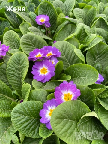 Иглика ( примула ) ТОП ЦЕНА, снимка 8 - Градински цветя и растения - 53356989