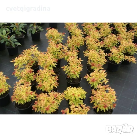  Spiraea 'Gold Flame' Спирея, снимка 1