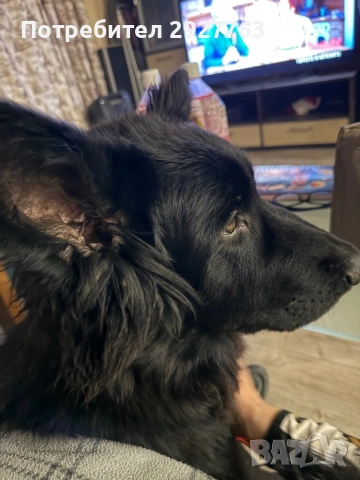 Черна немска овчарка , снимка 6 - Немска овчарка - 53572359