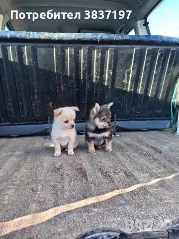 мъжки и женски кучета , снимка 2 - Пинчер - 52864232