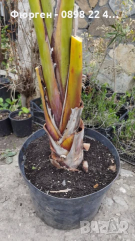 Стрелиция Налични 2 вида, снимка 8 - Разсади - 47241883