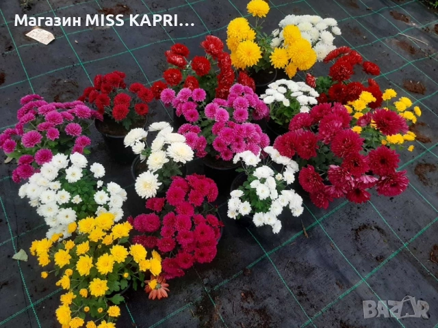 Хризантема, снимка 3 - Градински цветя и растения - 52362925