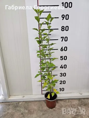 Обикновен хибискус 