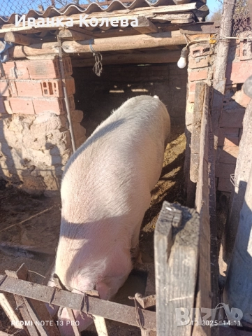 Продавам свиня майка заплодена 250 килограма , снимка 2 - Прасета - 52770680