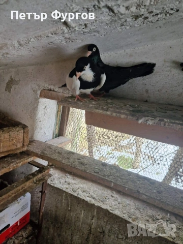 Продавам 2  чифта      акмани, снимка 4 - Гълъби - 53535023