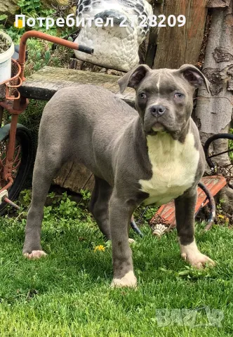  Американски питбул/були , снимка 1